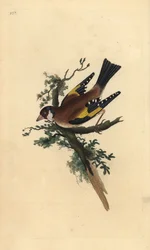Goldfinch, Carduelis carduelis. Placa de cobre colorida à mão, desenhada e gravada por Edward Donovan a partir de sua própria "Natural History of British Birds," Londres