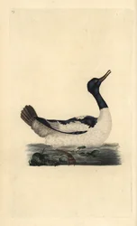 Goosander, Mergus merganser. Placa de cobre colorida à mão desenhada e gravada por Edward Donovan a partir de sua própria "Natural History of British Birds", Londres.