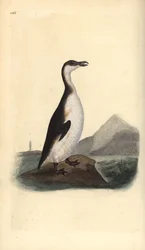 Great auk, Pinguinus impennis, caçado até à extinção por coletores de ovos em 1844. Placa de cobre colorida à mão, desenhada e gravada por Edward Donovan a partir de sua própria "Natural History of British Birds", Londres.