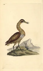 Grande abetouro, Botaurus stellaris. Placa de cobre colorida à mão, desenhada e gravada por Edward Donovan a partir de sua própria "Natural History of British Birds", Londres.
