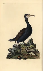 Grande corvo-marinho, Phalacrocorax carbo. Placa de cobre colorida à mão desenhada e gravada por Edward Donovan a partir de sua própria "História Natural das Aves Britânicas" (1794-1819). Edward Donovan (1768-1837) foi um zoólogo amador anglo-irlandês, esc