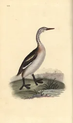 Grande grebe cristalizado, Podiceps cristatus. Placa de cobre colorida à mão, desenhada e gravada por Edward Donovan a partir de sua própria "Natural History of British Birds", Londres.