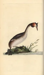 Grande grebe cristalizado, Podiceps cristatus. Placa de cobre colorida à mão, desenhada e gravada por Edward Donovan a partir de sua própria "Natural History of British Birds", Londres.