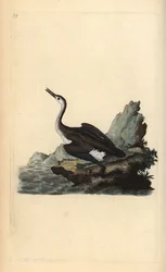 Grande lunático do norte ou mergulhador, Gavia immer. Placa de cobre colorida à mão, desenhada e gravada por Edward Donovan a partir de sua própria "Natural History of British Birds", Londres.