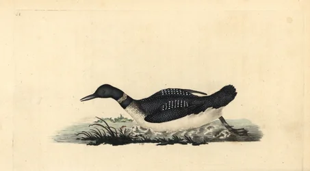 Grande lunático do norte ou mergulhador, Gavia immer. Placa de cobre colorida à mão, desenhada e gravada por Edward Donovan a partir de sua própria "Natural History of British Birds", Londres.