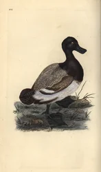 Maior pato scaup, Aythya marila. Placa de cobre colorida à mão, desenhada e gravada por Edward Donovan a partir de sua própria "Natural History of British Birds", Londres.