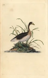 Um ganso de testa branca, Anser albifrons. Placa de cobre colorida à mão, desenhada e gravada por Edward Donovan a partir de sua própria "Natural History of British Birds", Londres.