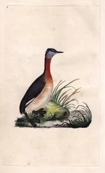 Grebe alegre. Podiceps grisegena (Podiceps ruficollis). Gravura em cobre de Edward Donovan (1768-1837), publicada na Histoire naturelle des oiseaux britanniques, Londres.