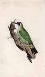 Pica-pau verde. Picus viridis. Gravura em cobre de Edward Donovan (1768-1837), publicada na Histoire naturelle des oiseaux britanniques, Londres.