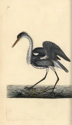 Garça cinzenta, Ardea cinerea. Placa de cobre colorida à mão, desenhada e gravada por Edward Donovan a partir de sua própria "Natural History of British Birds", Londres.