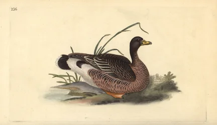 Greylag Goose, Anser Anser. Placa de cobre colorida à mão, desenhada e gravada por Edward Donovan a partir de sua própria "Natural History of British Birds", Londres.