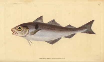 Haddock, Melanogrammus aeglefinus (Gadus aeglefinus). Vulnerável. Placa de cobre colorida à mão desenhada e gravada por Edward Donovan a partir de sua História Natural dos Peixes Britânicos, Donovan e F.C. e J. Rivington, Londres.