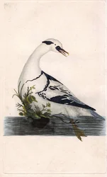 Peões Harle. Mergus albellus. Gravura em cobre de Edward Donovan (1768-1837), publicada na Histoire naturelle des oiseaux britanniques, Londres.