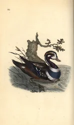 Pato Arlequim, Histrionicus histrionicus. Placa de cobre colorida à mão, desenhada e gravada por Edward Donovan a partir de sua própria "Natural History of British Birds," Londres