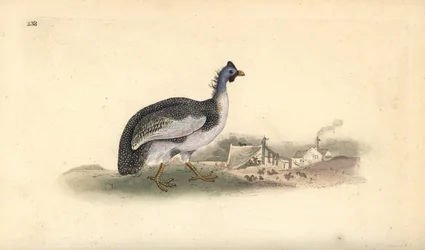Ajudou a guineafowl, Numida meleagris. Placa de cobre colorida à mão, desenhada e gravada por Edward Donovan a partir de sua própria "Natural History of British Birds," Londres