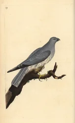 Hen Harrier, Circus Cyaneus. Placa de cobre colorida à mão, desenhada e gravada por Edward Donovan a partir de sua própria "Natural History of British Birds", Londres.