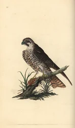 Hobby, subbuteo Falco, com um pé sobre um pássaro morto. Placa de cobre colorida à mão, desenhada e gravada por Edward Donovan a partir de sua própria "Natural History of British Birds," Londres