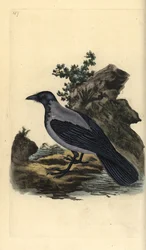 Corvo encapuzado, Corvus cornix. Placa de cobre colorida à mão, desenhada e gravada por Edward Donovan a partir de sua própria "Natural History of British Birds", Londres.