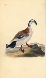 Um pato-real, Anas platyrhynchos. Placa de cobre colorida à mão, desenhada e gravada por Edward Donovan a partir de sua própria "Natural History of British Birds", Londres.