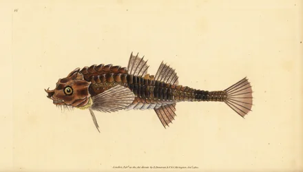 Hooknose, Agonus cataphractus (Pogge ou cabeça de touro armada, Cottus cataphractus). Placa de cobre colorida à mão desenhada e gravada por Edward Donovan da sua História Natural dos Peixes Britânicos, Donovan e F.C. e J. Rivington, Londres.