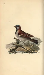 Pardal da casa, Pour domesticus. Placa de cobre colorida à mão, desenhada e gravada por Edward Donovan a partir de sua própria "Natural History of British Birds," Londres