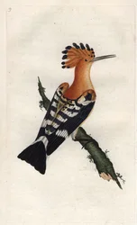 Huppe fasciee. Upupa epops. Gravura em cobre de Edward Donovan (1768-1837), publicada na Histoire naturelle des oiseaux britanniques, Londres.