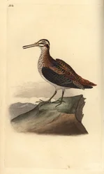 Jack snipe, Lymnocrypts minimus. Placa de cobre colorida à mão desenhada e gravada por Edward Donovan a partir de sua própria "Natural History of British Birds", Londres