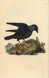 Jackdaw, Corvus monedula, com minhoca. Placa de cobre colorida à mão desenhada e gravada por Edward Donovan a partir da sua própria "História Natural das Aves Britânicas" (1794-1819). Edward Donovan (1768-1837) foi um zoólogo amador anglo-irlandês, escrito