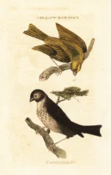 Pão amarelo Japonês, Emberiza sulfurata, e Pão de milho, Emberiza calandra