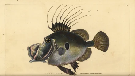 John Dory ou Doree, Zeus faber. Placa de cobre colorida à mão, desenhada e gravada por Edward Donovan a partir de sua História Natural dos Peixes Britânicos, Donovan e F.C. e J. Rivington, Londres.