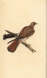 Kestrel, Falco tinnunculus, fêmea. Placa de cobre colorida à mão desenhada e gravada por Edward Donovan a partir de sua própria "Natural History of British Birds", Londres.
