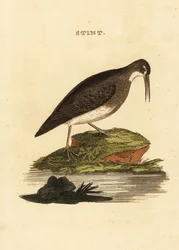 Mínimo limpador de areia, Calidris minutilla