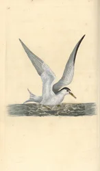 Pequena ou pequena andorinha-do-mar, Sternula albifrons. Placa de cobre colorida à mão, desenhada e gravada por Edward Donovan a partir de sua própria "Natural History of British Birds", Londres.