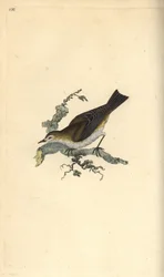 Pequenas mesquinharias, hippolay motacilla. Placa de cobre colorida à mão, desenhada e gravada por Edward Donovan a partir de sua própria "Natural History of British Birds", Londres.