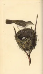Garganta branca menor, Sylvia communis, com ninho e ovo. Placa de cobre colorida à mão, desenhada e gravada por Edward Donovan a partir de sua própria "Natural History of British Birds", Londres.