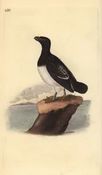 Little auk ou Dovekie (feminino), All alle. Placa de cobre colorida à mão, desenhada e gravada por Edward Donovan a partir de sua própria "Natural History of British Birds," Londres