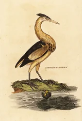 Um pouco de amargo, Ixobrychus minutus