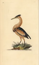 Um pouco de amargo, Ixobrychus minutus. Placa de cobre colorida à mão, desenhada e gravada por Edward Donovan a partir de sua própria "Natural History of British Birds," Londres