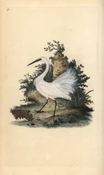 Pequena garça, Egreta garzetta. Placa de cobre colorida à mão, desenhada e gravada por Edward Donovan a partir de sua própria "Natural History of British Birds", Londres.