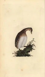 Pequeno grebe, Tachybaptus ruficollis. Placa de cobre colorida à mão, desenhada e gravada por Edward Donovan a partir de sua própria "Natural History of British Birds," Londres