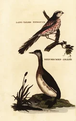 Chapim-rabilongo, Aegithalos caudatus, e mergulhão-de-pescoço-ruivo, Podiceps grisegena