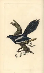 Magpie, Pica pica. Placa de cobre colorida à mão, desenhada e gravada por Edward Donovan a partir de sua própria "Natural History of British Birds," Londres