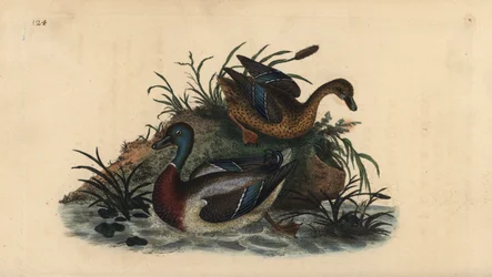 Patos pato-real, Anas platyrhynchos, par macho e fêmea. Placa de cobre colorida à mão desenhada e gravada por Edward Donovan a partir de sua própria "Natural History of British Birds", Londres.