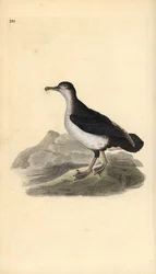 Manx shearwater, Puffinus puffinus puffinus. Placa de cobre colorida à mão, desenhada e gravada por Edward Donovan a partir de sua própria "Natural History of British Birds," Londres