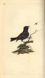 Marsh Tit, Poecile Palustris. Placa de cobre colorida à mão, desenhada e gravada por Edward Donovan a partir de sua própria "Natural History of British Birds," Londres