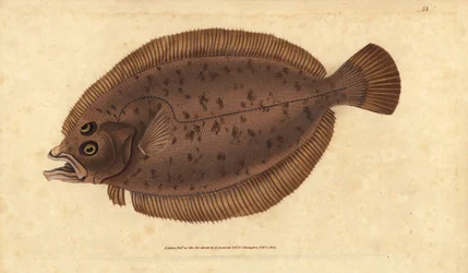 Megrim ou whiff, Lepidorhombus whiffiagonis (Pleuronectes megastoma). Placa de cobre colorida à mão desenhada e gravada por Edward Donovan a partir de sua História Natural dos Peixes Britânicos, Donovan e F.C. e J. Rivington, Londres.