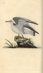 Mew ou gaivota de inverno, Larus canus. Placa de cobre colorida à mão, desenhada e gravada por Edward Donovan a partir de sua própria "Natural History of British Birds", Londres.