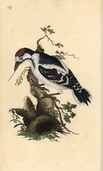 Pica-pau manchado no meio, Dendrocopos medius. Placa de cobre colorida à mão desenhada e gravada por Edward Donovan a partir de sua própria "Natural History of British Birds", Londres.