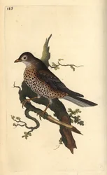 Tordo de névoa, Turdus viscivorus. Placa de cobre colorida à mão, desenhada e gravada por Edward Donovan a partir de sua própria "Natural History of British Birds", Londres.