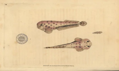 Caracol do mar de Montagua, Liparis montagui (Diminutivo, Cyclopterus montagui). Placa de cobre colorida à mão desenhada e gravada por Edward Donovan a partir de sua História Natural dos Peixes Britânicos, Donovan e F.C. e J. Rivington, Londres.
